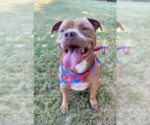 Mutt Dogs for adoption in Tulsa, OK, USA
