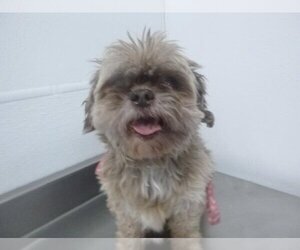 Lhasa Apso-Unknown Mix Dogs for adoption in Henderson, NV, USA