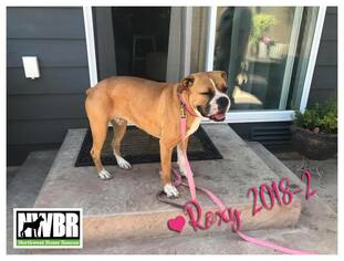 Boxer Dogs for adoption in Woodinville, WA, USA