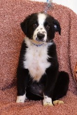 Border-Aussie Dogs for adoption in bailey Island, ME, USA