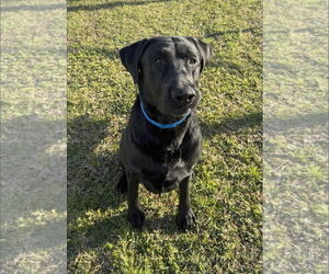 Labrador Retriever-Unknown Mix Dogs for adoption in San Diego, CA, USA