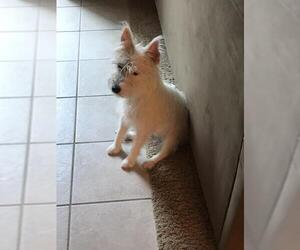 Medium Photo #4 Parson Russell Terrier Puppy For Sale in Moorpark, CA, USA