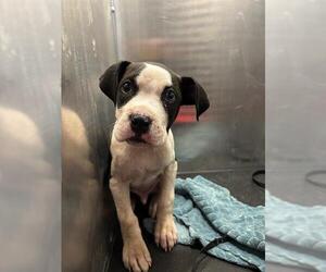 Boxer-Unknown Mix Dogs for adoption in San Antonio, TX, USA
