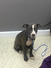 American Staffordshire Terrier Dogs for adoption in Albany, NH, USA