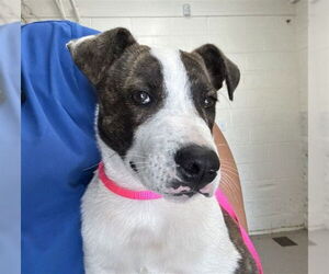 American Pit Bull Terrier-German Shepherd Dog Mix Dogs for adoption in San Bernardino, CA, USA