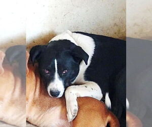 American Pit Bull Terrier-Border Collie Mix Dogs for adoption in Rootstown, OH, USA