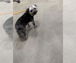 Poodle (Miniature) Dogs for adoption in Forestville, MD, USA