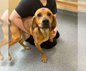 Mutt Dogs for adoption in Low Moor, VA, USA