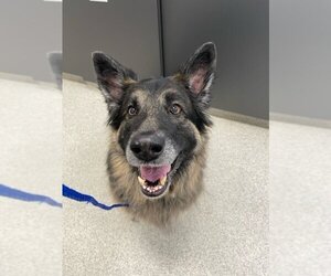 German Shepherd Dog Dogs for adoption in Portage, IN, USA