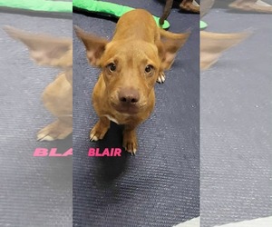 Boykin Spaniel-Chihuahua Mix Dogs for adoption in Brooksville, FL, USA