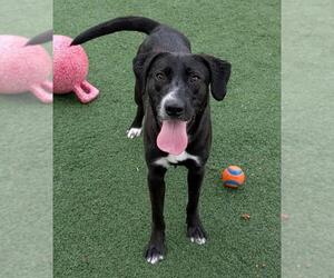Collie-Labrador Retriever Mix Dogs for adoption in Rockwall, TX, USA