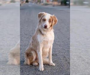 Australian Shepherd-Unknown Mix Dogs for adoption in Canyon Country, CA, USA