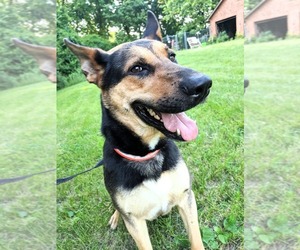 German Shepherd Dog Dogs for adoption in Boonville, MO, USA