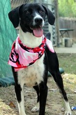 Borador Dogs for adoption in Wetumpka, AL, USA