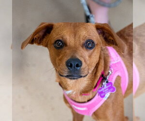 Mutt Dogs for adoption in Mundelein, IL, USA