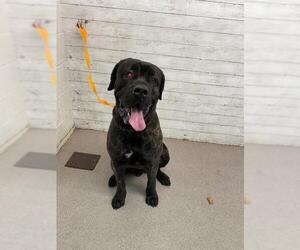 Mastiff Dogs for adoption in San Bernardino, CA, USA