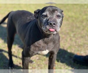 American Pit Bull Terrier Dogs for adoption in St. Cloud, FL, USA