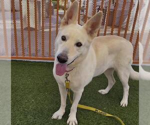 German Shepherd Dog-Unknown Mix Dogs for adoption in Las Vegas, NV, USA