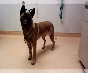 Mutt Dogs for adoption in Martinez, CA, USA