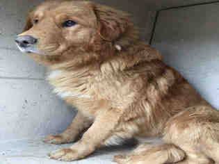 Golden Retriever Dogs for adoption in Louisville, KY, USA