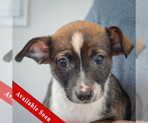 Chipin Dogs for adoption in Huntley, IL, USA