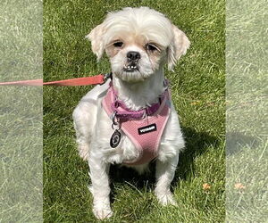 Mal-Shi Dogs for adoption in Princeton, MN, USA