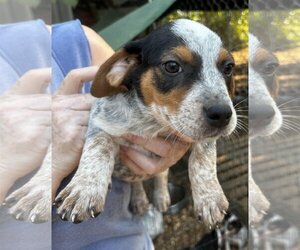 Mutt Dogs for adoption in Harlingen, TX, USA