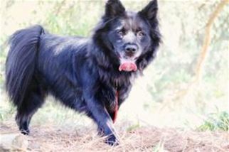 Schipperke Dogs for adoption in Raleigh, NC, USA