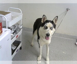 Siberian Husky-Unknown Mix Dogs for adoption in Pasadena, TX, USA