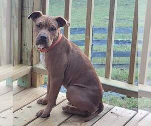 Mutt Dogs for adoption in Hinton, WV, USA