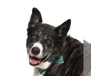 Akita-Siberian Husky Mix Dogs for adoption in Santa Barbara, CA, USA