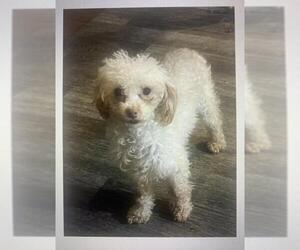 Poodle (Miniature) Dogs for adoption in Hedgesville, WV, USA