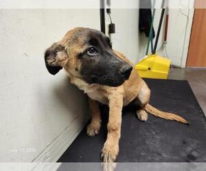 Catahoula Leopard Dog-Unknown Mix Dogs for adoption in Santa Cruz, CA, USA