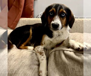Beagle-Unknown Mix Dogs for adoption in Batavia, OH, USA