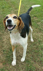 Treeing Walker Coonhound Dogs for adoption in Lexington, SC, USA