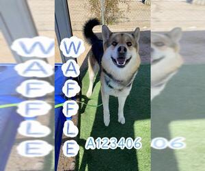 German Shepherd Dog-Unknown Mix Dogs for adoption in HESPERIA, CA, USA