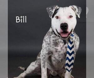 Dalmatian Dogs for adoption in Dallas, TX, USA
