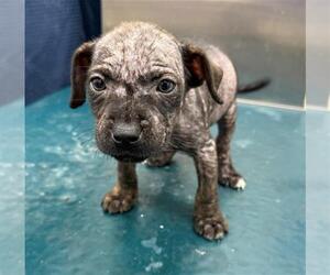 Mutt Dogs for adoption in Mobile, AL, USA