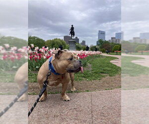American Bulldog Dogs for adoption in Boston, MA, USA