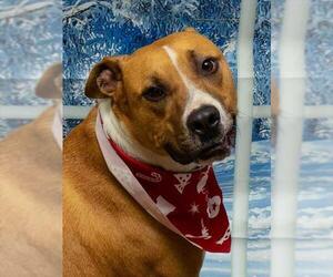 Basenji-Unknown Mix Dogs for adoption in Sanford, FL, USA