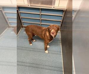 American Pit Bull Terrier-Unknown Mix Dogs for adoption in Pearland, TX, USA