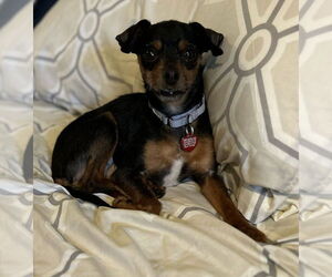 Chihuahua-Unknown Mix Dogs for adoption in Springdale, PA, USA