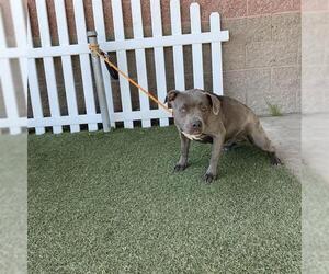 American Pit Bull Terrier Dogs for adoption in Modesto, CA, USA