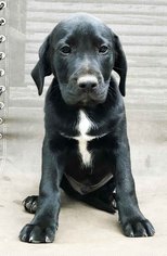 Medium Photo #1 Boxador Puppy For Sale in Griffin, GA, USA