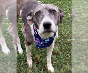 Mutt Dogs for adoption in Tulsa, OK, USA