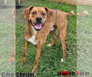Boxer-Unknown Mix Dogs for adoption in Maryville, TN, USA