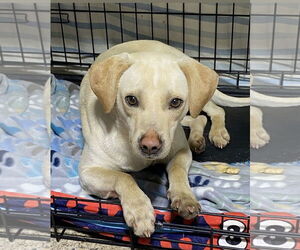 Mutt Dogs for adoption in Crandall, GA, USA