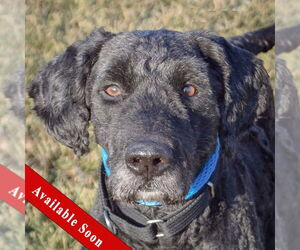 Poodle (Standard)-Unknown Mix Dogs for adoption in Huntley, IL, USA