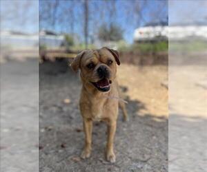 Pug-Unknown Mix Dogs for adoption in Martinez, CA, USA