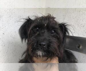 Schweenie Dogs for adoption in San Antonio, TX, USA